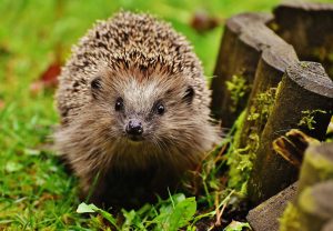 Hedgehog Awareness Weekend