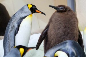 Penguin Poo, and Seaweed Too: Science Made Simple