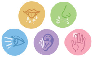 Senses Science Show Weekend: 28 – 29 June