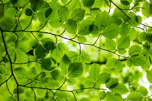 29 – 30 Nov: National Tree Week