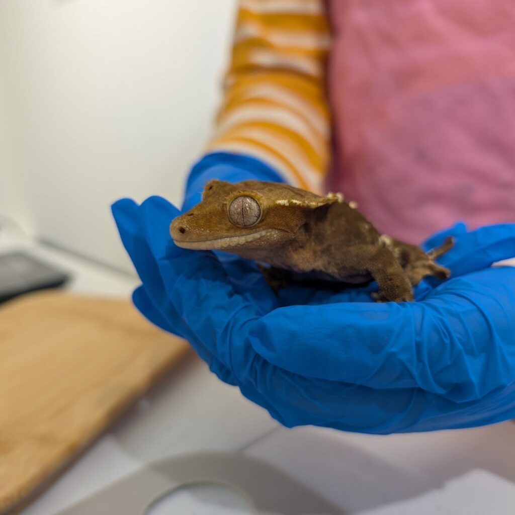 Animal workshop weekend!