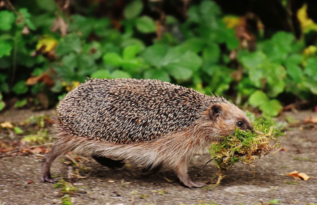 BLOG: Hedgehog Weekender