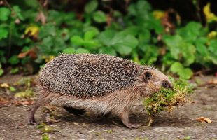BLOG: Hedgehog Weekender