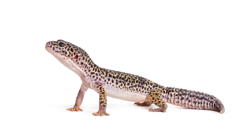 Home Educator Day: Animal Olympics